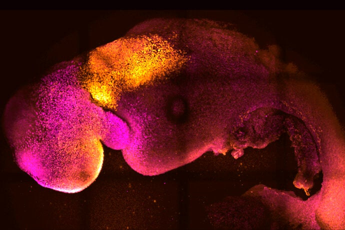 According to a study published in the journal Nature on Thursday, Aug. 25, scientists have created “synthetic” mouse embryos from stem cells without a dad's sperm or a mom's egg or womb. (Gianluca Amadei, Charlotte Handford via AP)