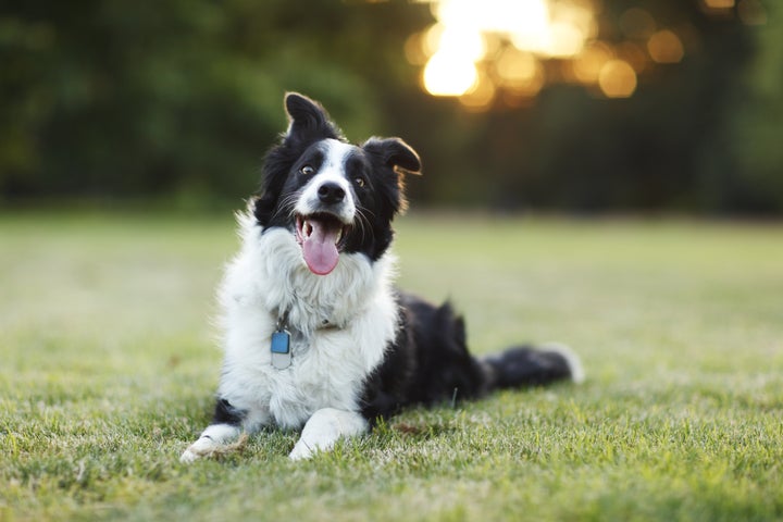 A dog that seems very happy the mystery was solved.