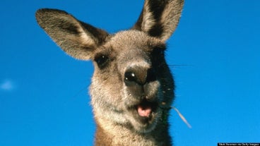 Weird Animals Weird Animals
