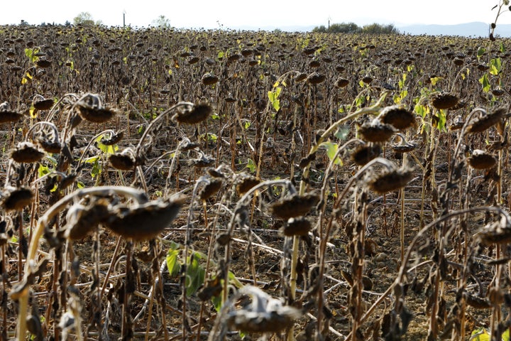 フランスの干ばつで、ヒマワリの栽培も被害を受けた(2022年8月10日、フランス・アンデューズで撮影)