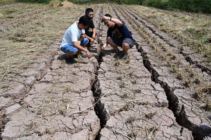 Farmers in China's Sichuan province in a parched field on Friday, Aug. 26.
