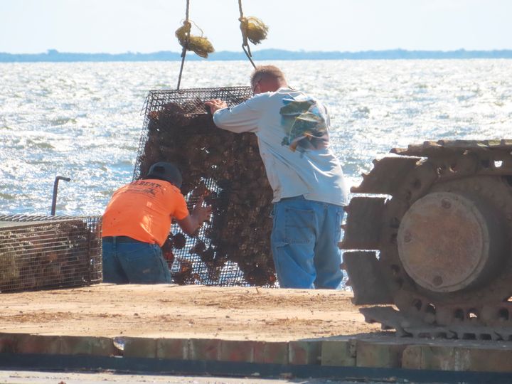Workers dump cages of whelk shells and oysters into Barnegat Bay in Lacey Township, N.J. on Aug. 16, 2022 as part of a project to stabilize the shoreline by establishing oyster colonies to blunt the force of incoming waves. (AP Photo/Wayne Parry)