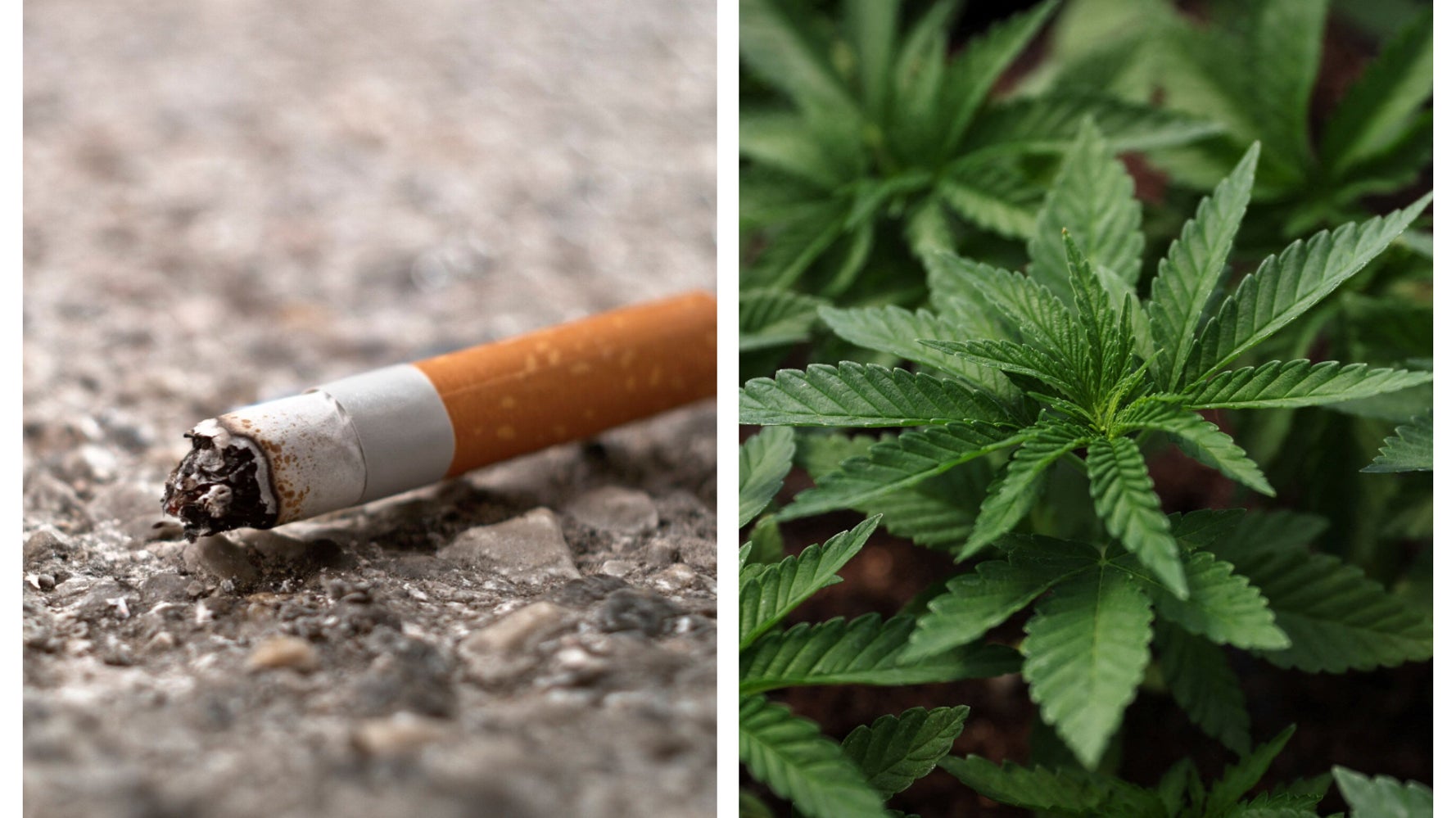 大麻使用率 ついにタバコを上回る アメリカ ハフポスト World 大麻使用率 ついにタバコを上回る アメリカ ハフポスト World