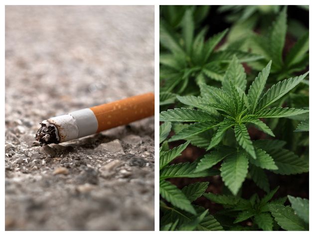 イメージ画像（左：タバコ、右：大麻草）