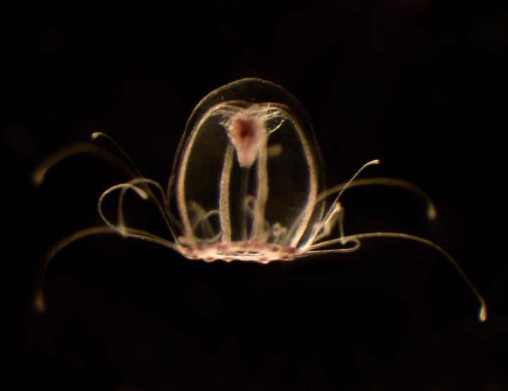 Medusa inmortal "Turritopsis dohrnii".