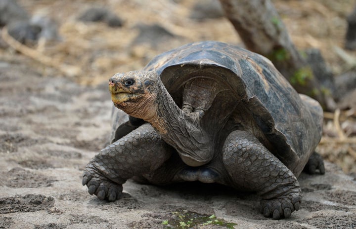 Killing Galápagos giant tortoises has been prohibited since 1933.