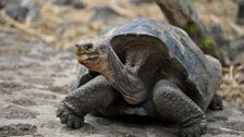 Ecuador Investigates Deaths Of 4 Galápagos Tortoises They Fear Were Hunted And Eaten Ecuador Investigates Deaths Of 4 Galápagos Tortoises They Fear Were Hunted And Eaten