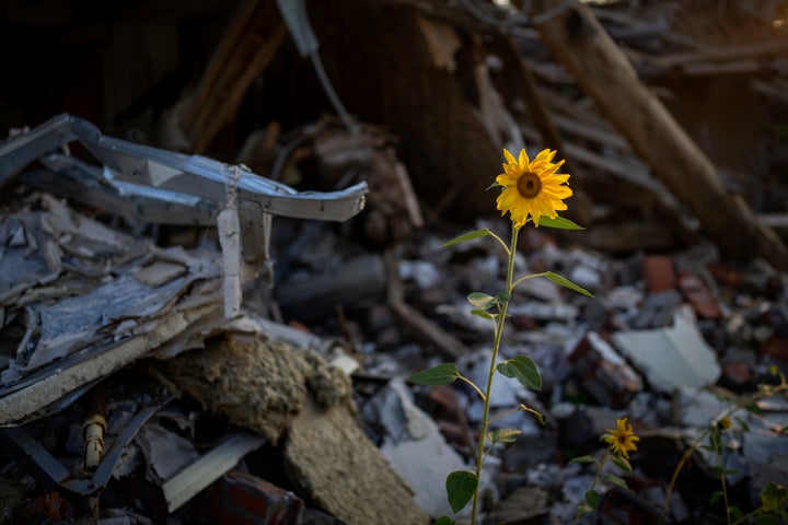 Sunflowers grow amidst the rubble of Vladimir's house after being bombed by Russians in Chernihiv, Ukraine, on Aug. 29, 2022. On May 3, witnesses heard a plane approaching and dropping bombs that destroyed a large number of houses, including his own, killing five of his relatives who were sleeping at the time.