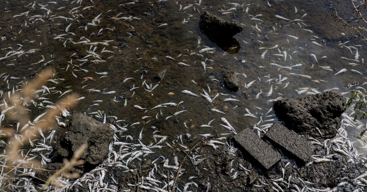 Toxic Algae Causes Thousands Of Dead Fish To Wash Ashore In California