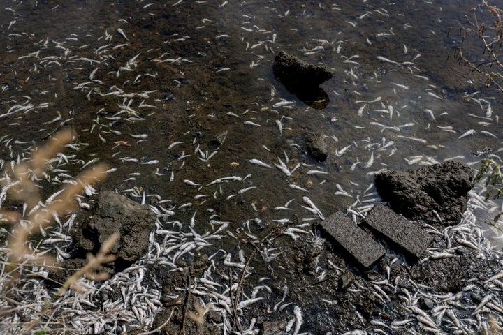 “We normally have algae blooms during the summertime. But what’s unusual about this one is how large it is and the fact that there are fish kills,” one expert said. 