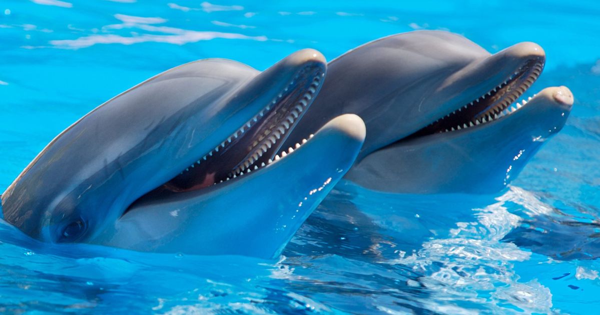 Male Dolphins Play ‘Wingmen’ To Help Buddies Hook Up, Researchers Discover