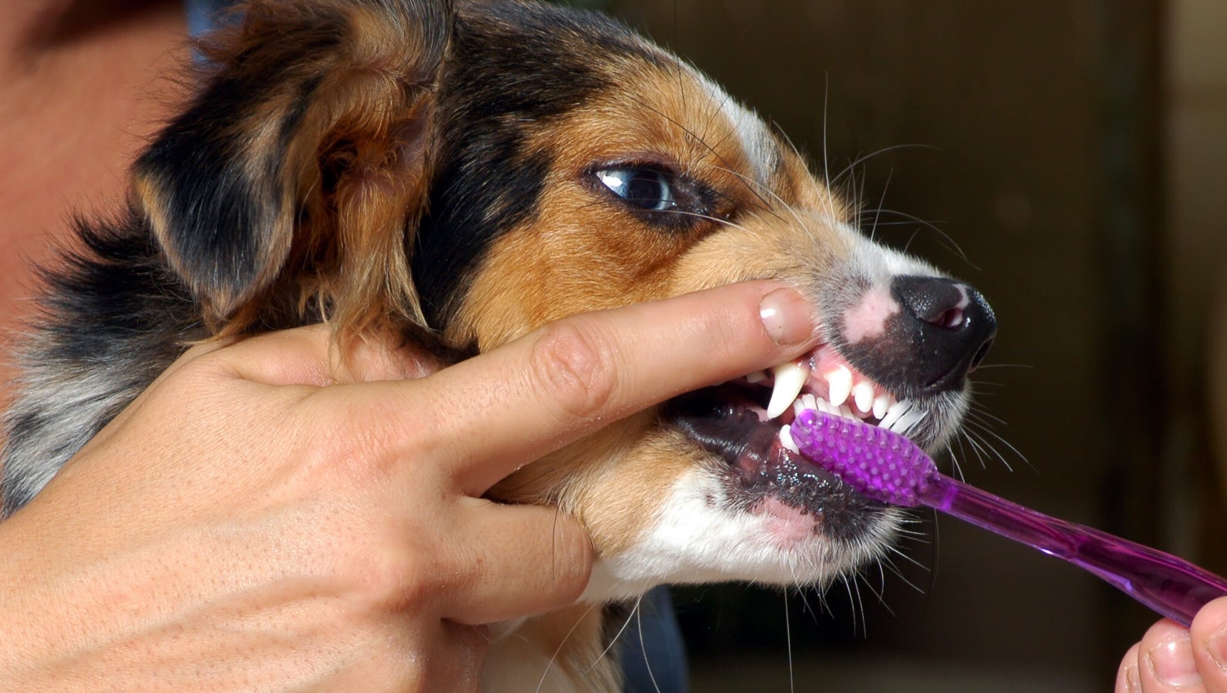 Conscious pets toothbrush best sale
