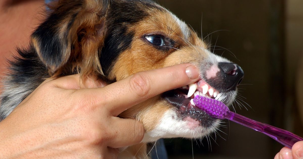 can you use baking soda and water to brush your dogs teeth