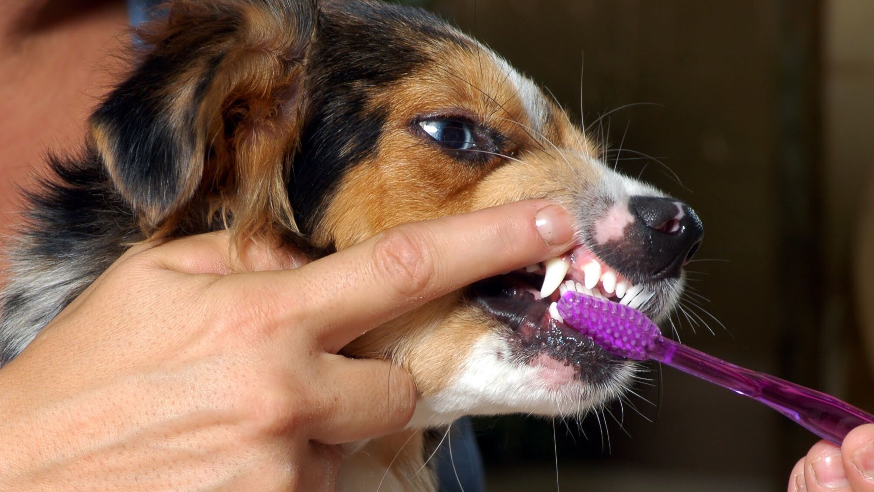 Как открыть рот собаке. Как чистить зубы собаке.
