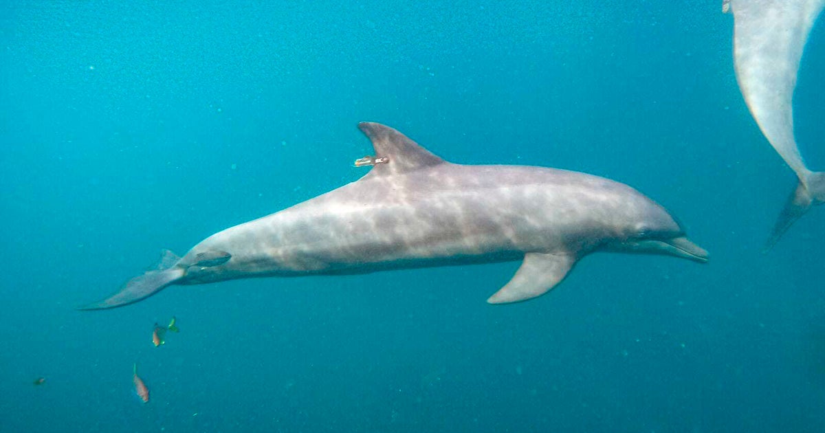 Indonesian Dolphins Released Into Open Seas After Years Of Resort Hotel Captivity Indonesian Dolphins Released Into Open Seas After Years Of Resort Hotel Captivity