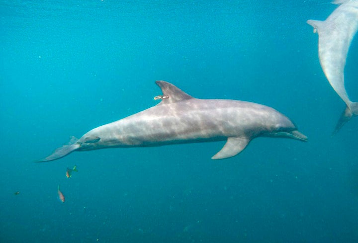 Rocky was one of three dolphins released into the open seas Saturday.