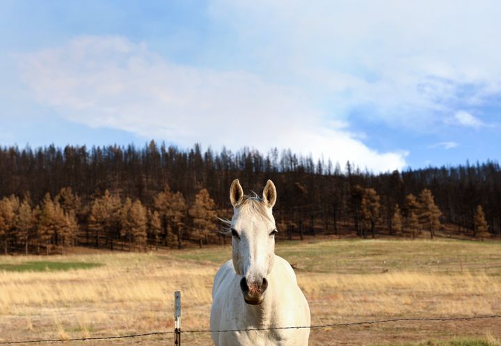 A horse stands near wildfire-scorched trees in early June in the Las Vegas, New Mexico area.