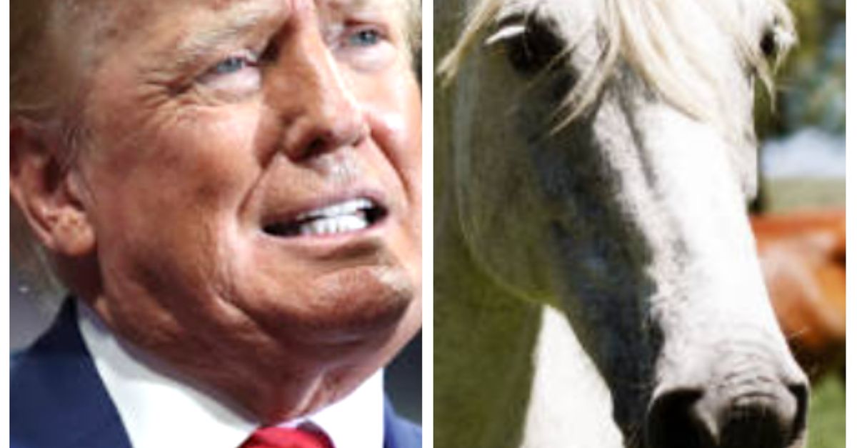 Trump Attempted To Pay Attorney With Horse, Upcoming Book Says