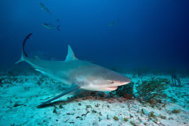 A bull shark, pictured in the Bahamas.