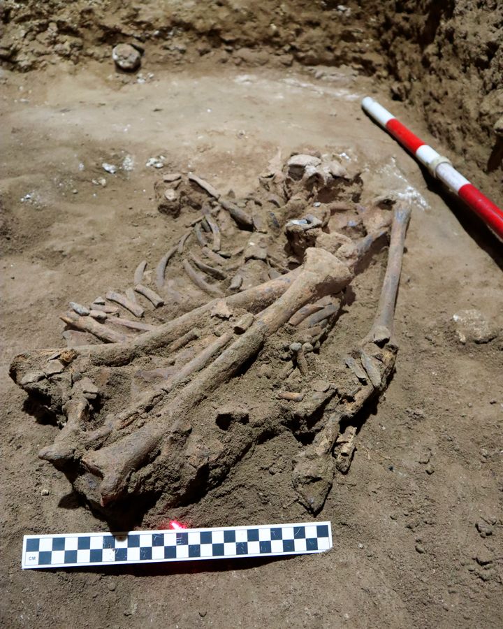 Ο ανθρώπινος σκελετός που βρέθηκε στο Βόρνεο, που χρονολογείται πριν από περίπου 31.000 χρόνια, απεικονίζεται σε μια σπηλιά στο Ανατολικό Καλιμαντάν, Βόρνεο, Ινδονησία, φωτογραφίζεται στις 4 Μαρτίου 2020. Τα λείψανα, τα οποία έχουν χρονολογηθεί στα 31.000 χρόνια, σηματοδοτούν την παλαιότερη ένδειξη για ακρωτηριασμός που έχει ακόμη ανακαλυφθεί.