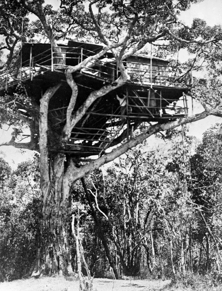 Hotel Treetops, en Kenia. Fue aquí donde la princesa Isabel se enteró de la muerte de su padre, el rey Jorge VI.