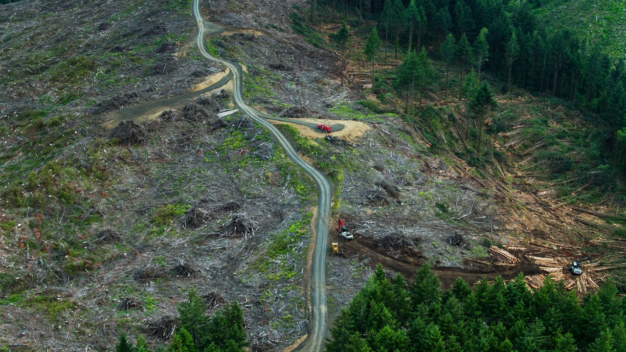 An aerial photograph of logging clear-cuts in the forest near Yachats in Lincoln County, Oregon.