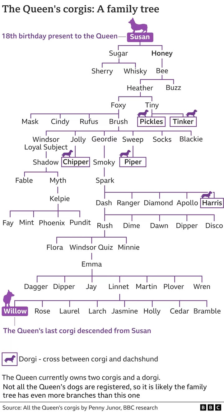 Árbol genealógico de los corgis de la reina Isabel II.