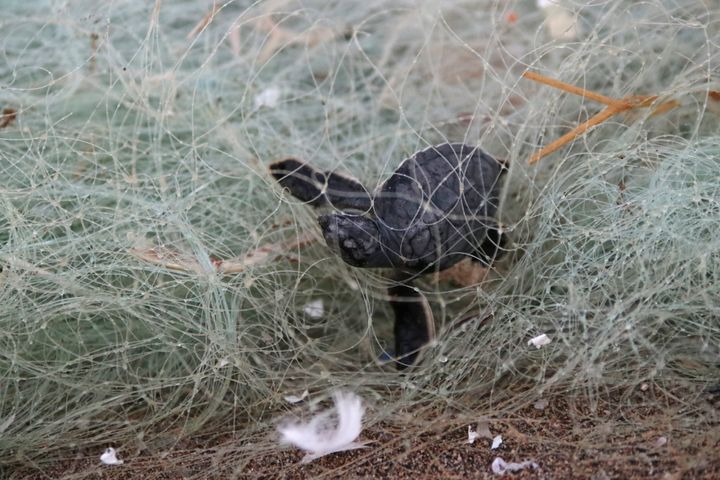 Ένα πράσινο χελωνάκι μπλεγμένο στα δίχτυα προσπαθεί να φτάσει στη θάλασσα σε μια παραλία στην περιοχή βελτίωσης άγριας ζωής Akyatan στην περιοχή Karatas των Αδάνων της Τουρκίας στις 08 Αυγούστου 2022