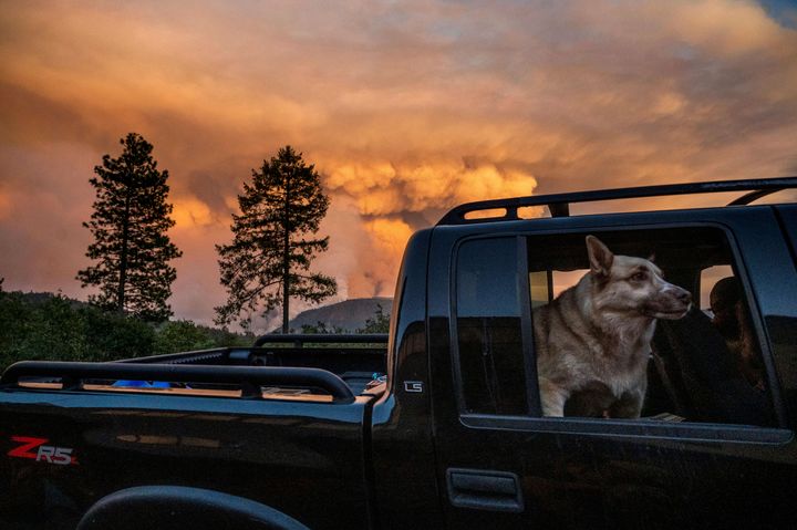 A dog rides through the Foresthill community in Placer County, California, as the Mosquito Fire burns on Thursday, Sept. 8, 2022.