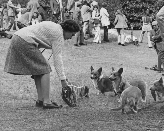 エリザベス女王と愛犬のコーギーたち(1973年5月12日、イギリスのサリーで撮影)