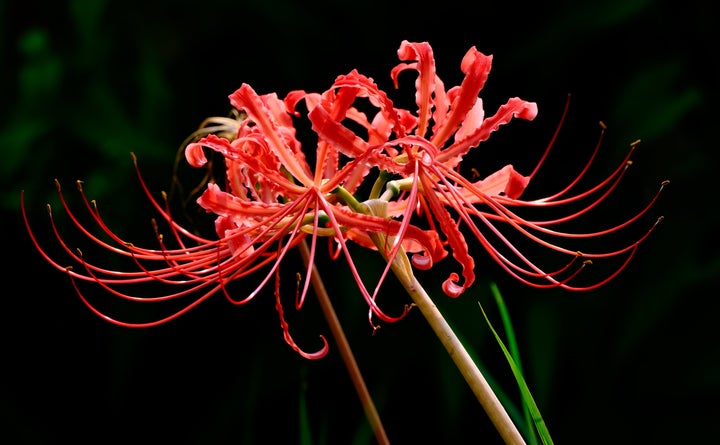 絶対に真似しないで と注意喚起が広がる 人気アニメ リコリス リコイル にヒガンバナを咥えるシーン ハフポスト アートとカルチャー 絶対に真似しないで と注意喚起が広がる 人気アニメ リコリス リコイル にヒガンバナを咥えるシーン ハフポスト アートとカルチャー