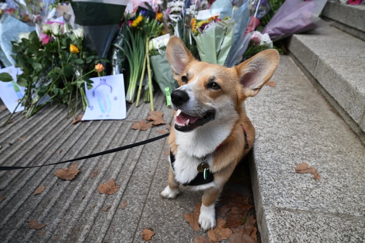 Un perro de la raza corgis participa en los homenajes a la Reina Isabel II