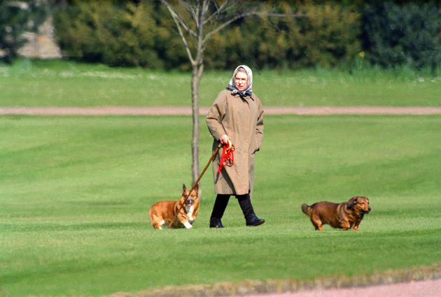 1994年、コーギーとともにウィンザー城を散歩する女王