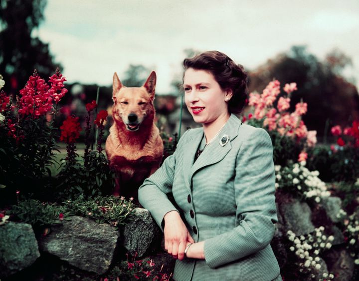 1952年、コーギーと笑顔で写るエリザベス女王