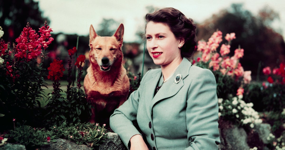 新品未使用♪merrythought　エリザベス女王限定コーギー 新品未使用♪merrythought エリザベス女王限定コーギー メリーソート