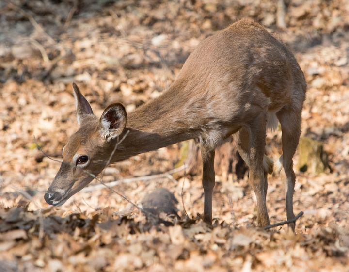 A whitetail deer grazing. (File photo.)