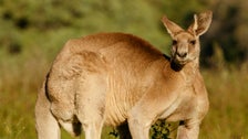 Kangaroo Suspected Of Killing Australian Man Blocked Paramedics From Reaching Him Kangaroo Suspected Of Killing Australian Man Blocked Paramedics From Reaching Him
