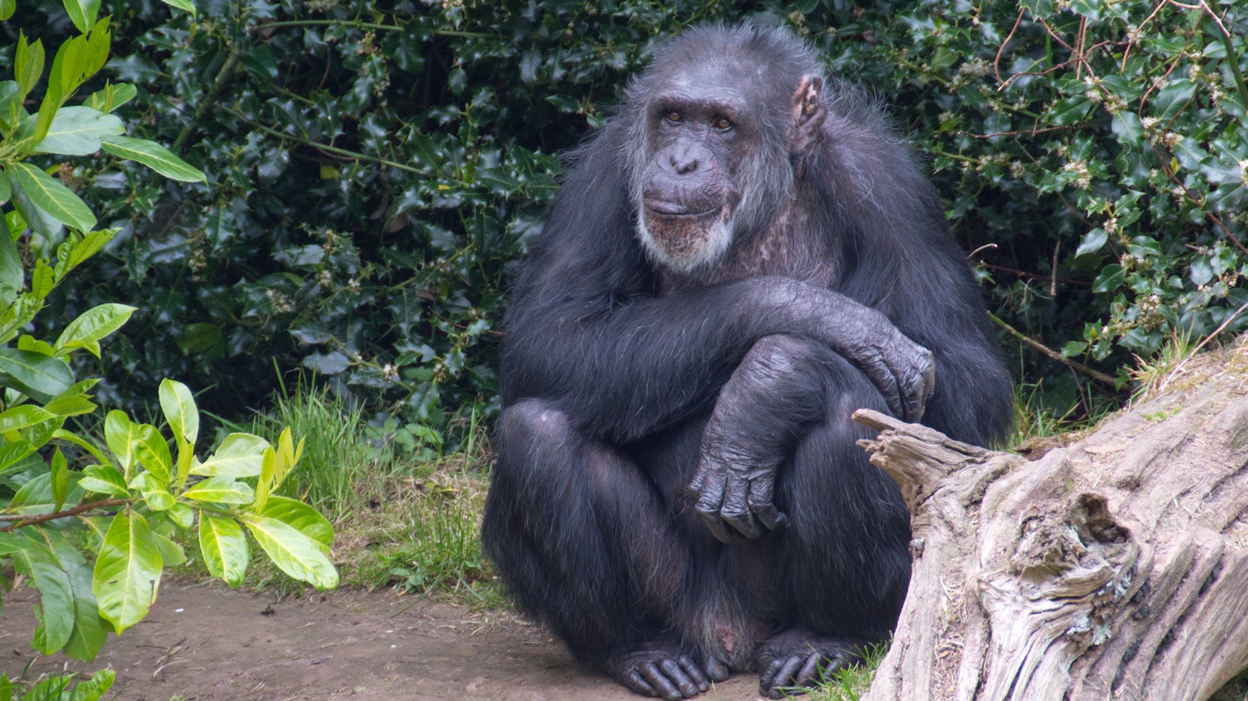 動物園から脱走したチンパンジー 追いかける飼育員とまさかの結末が話題に ウクライナ 動画 ハフポスト World 動物園から脱走したチンパンジー 追いかける飼育員とまさかの結末が話題に ウクライナ 動画 ハフポスト World
