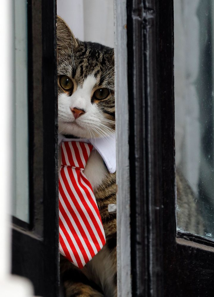 Φωτογραφία αρχείου. Μια γάτα ντυμένη με γιακά και γραβάτα κοιτάζει έξω από ένα παράθυρο της πρεσβείας του Ισημερινού στο Λονδίνο, Δευτέρα, 14 Νοεμβρίου 2016. Η Σουηδή εισαγγελέας Ingrid Isgren έφτασε στην πρεσβεία για να πάρει συνέντευξη από τον ιδρυτή του Wikileaks, Τζούλιαν Ασάνζ, σχετικά με ισχυρισμούς σχετικά με πιθανή σεξουαλική παρενόχληση που διαπράχθηκε στη Σουηδία πριν από έξι χρόνια. (AP Photo/Frank Augstein)