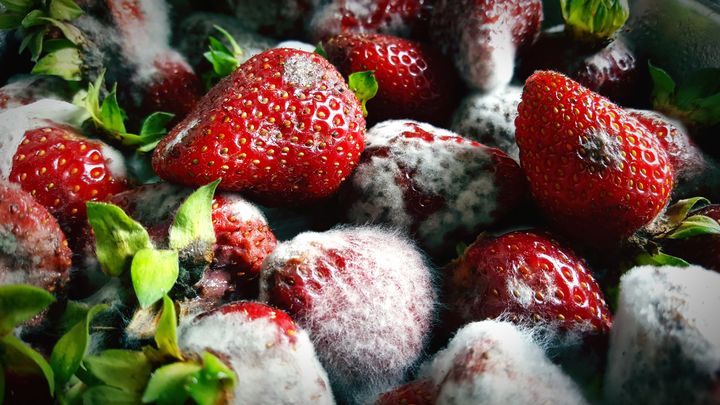 These moldy strawberries may be beyond saving.