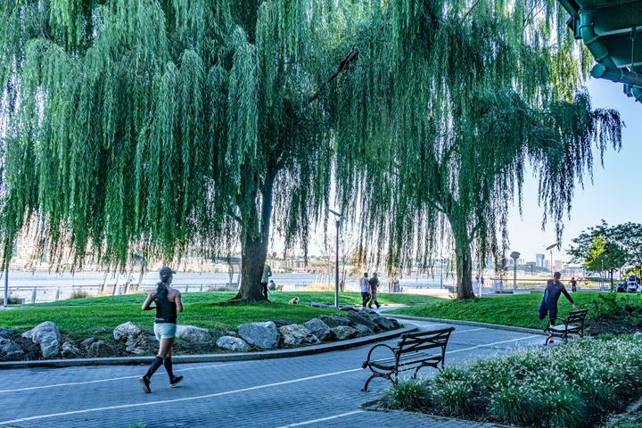 Joggers and Weeping Willow Tree, Riverside Park South, New York City, New York, USA. (Photo by: GHI/UCG/Universal Images Group via Getty Images)