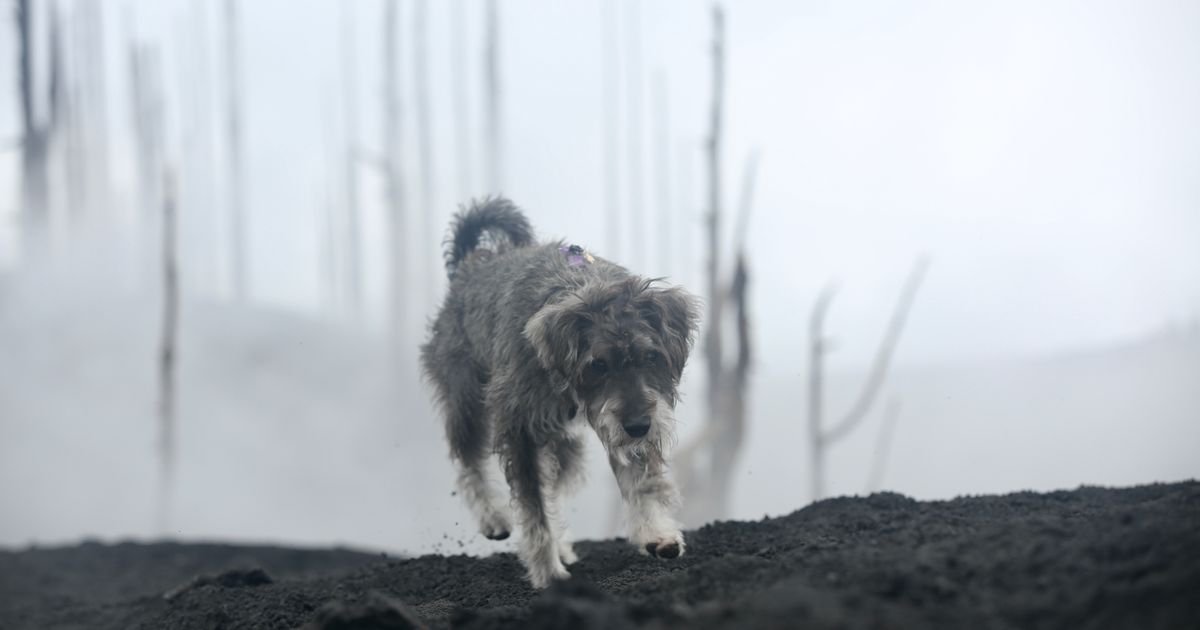 Los animales siguen sufriendo las consecuencias del volcán: "A muchos no los han reclamado"