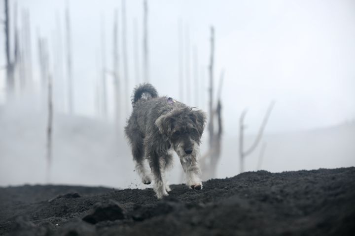 Perro camina por la zona restringida tras la erupción del volcán Cumbre Vieja.