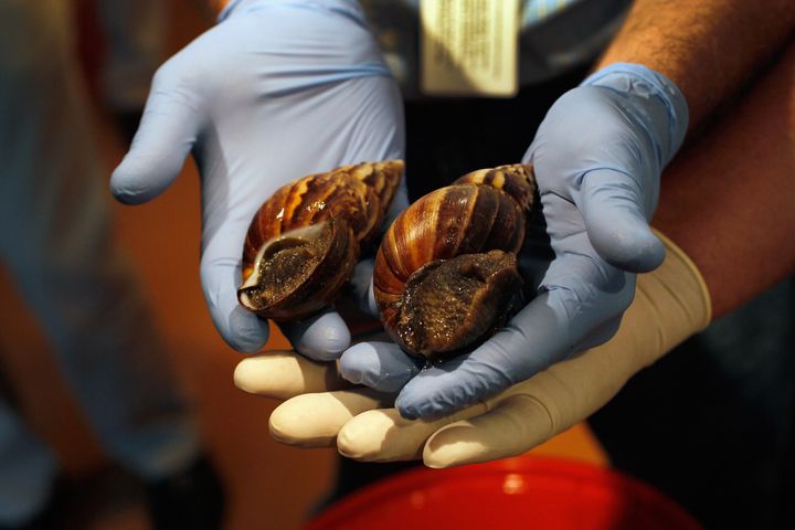 Two giant African land snails are shown to the media. (Photo by Joe Raedle/Getty Images)