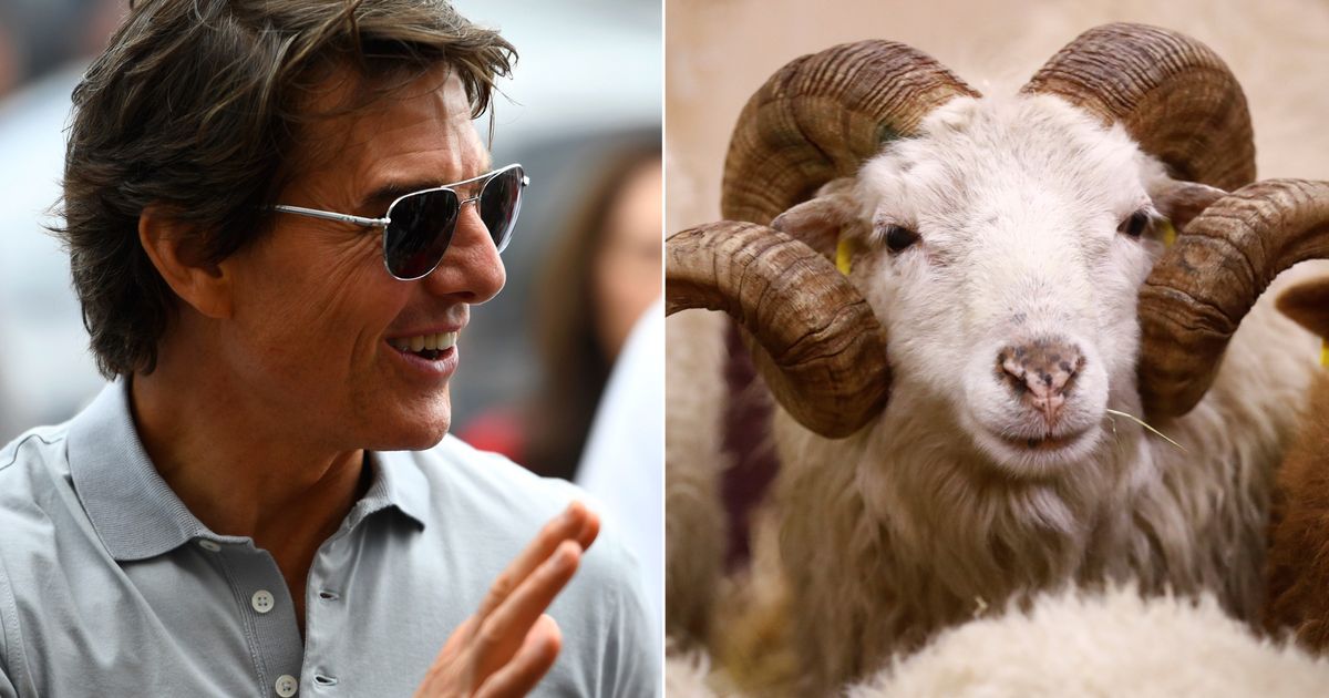 Tom Cruise Interrupted By Massive Flock Of Sheep On Rural 'Mission: Impossible 8' Set