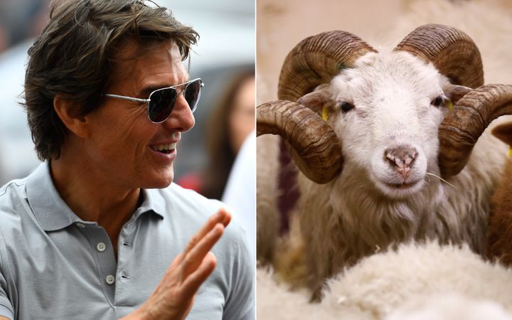 Tom Cruise reportedly just laughed as the sheep crossed his English scenery.