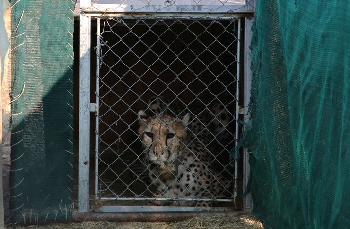 A cheetah lies inside a transport cage at the Cheetah Conservation Fund (CCF) in Namibia.