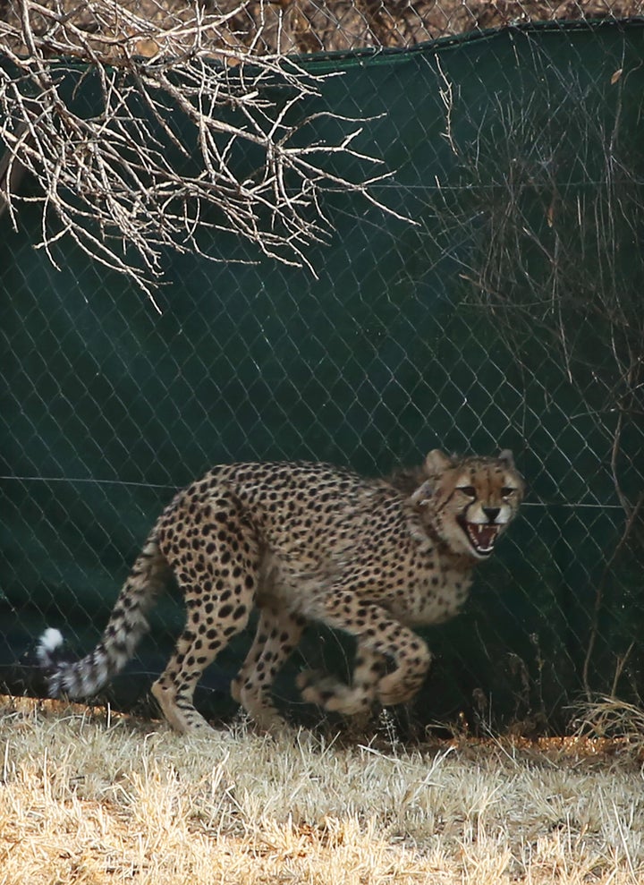 The Cheetah Conservation Fund (CCF) is set to travel to India this week to give eight cheetahs to Kuno National Park.