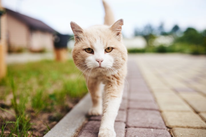 イメージ写真（記事中の猫とは関係がありません）