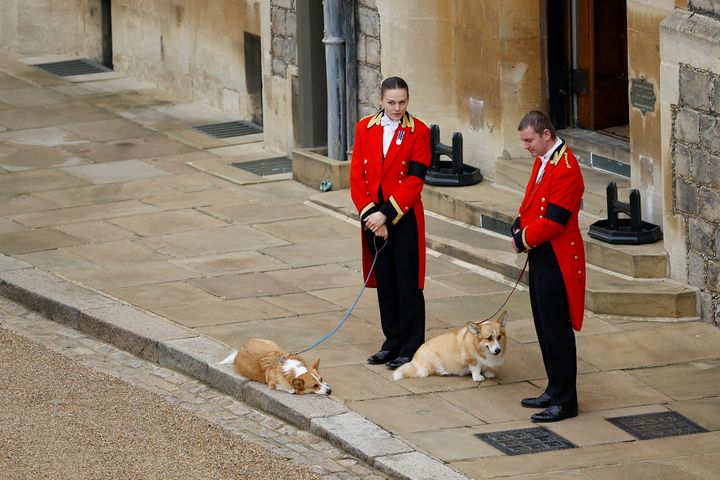 The royal corgis await the cortege on the day of the state funeral and burial of Britain's Queen Elizabeth, at Windsor Castle.